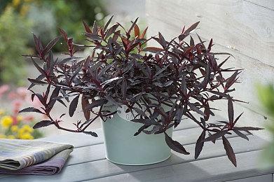 《英雄联盟》新英雄尼菈技能预览 闪电五连鞭补刀更多经验